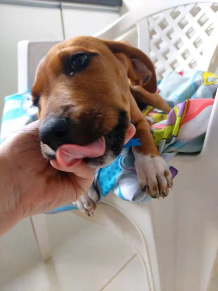 Cachorro ra a SRD-ViraLata  idade 2 a 6 meses nome Teco