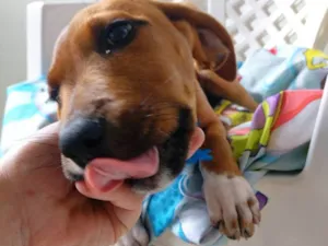 Cachorro raça SRD-ViraLata  idade 2 a 6 meses nome Teco