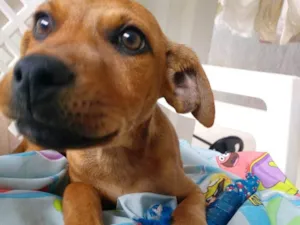 Cachorro raça  idade 2 a 6 meses nome Tico
