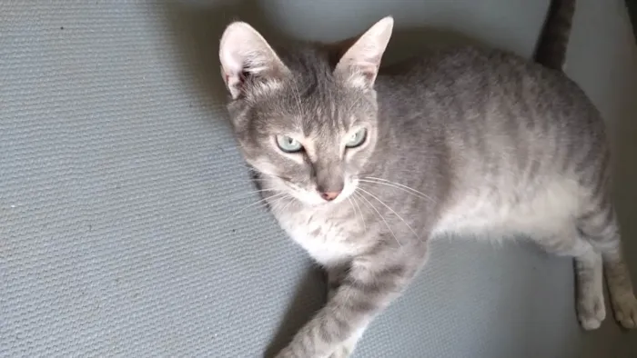 Gato ra a SRD-ViraLata idade 1 ano nome Vitória 