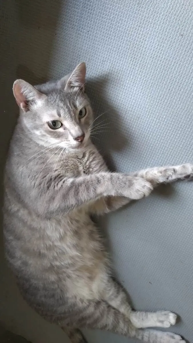 Gato ra a SRD-ViraLata idade 1 ano nome Vitória 