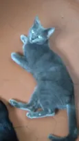 Zuzú Fofinha