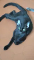 O Fofoqueiro