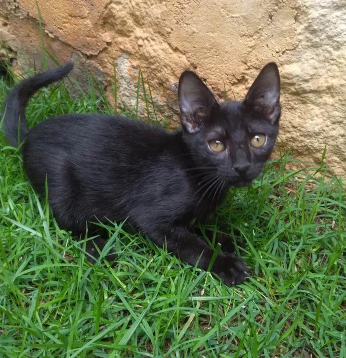 Gato ra a SRD-ViraLata idade 2 a 6 meses nome Thot ADOTADO
