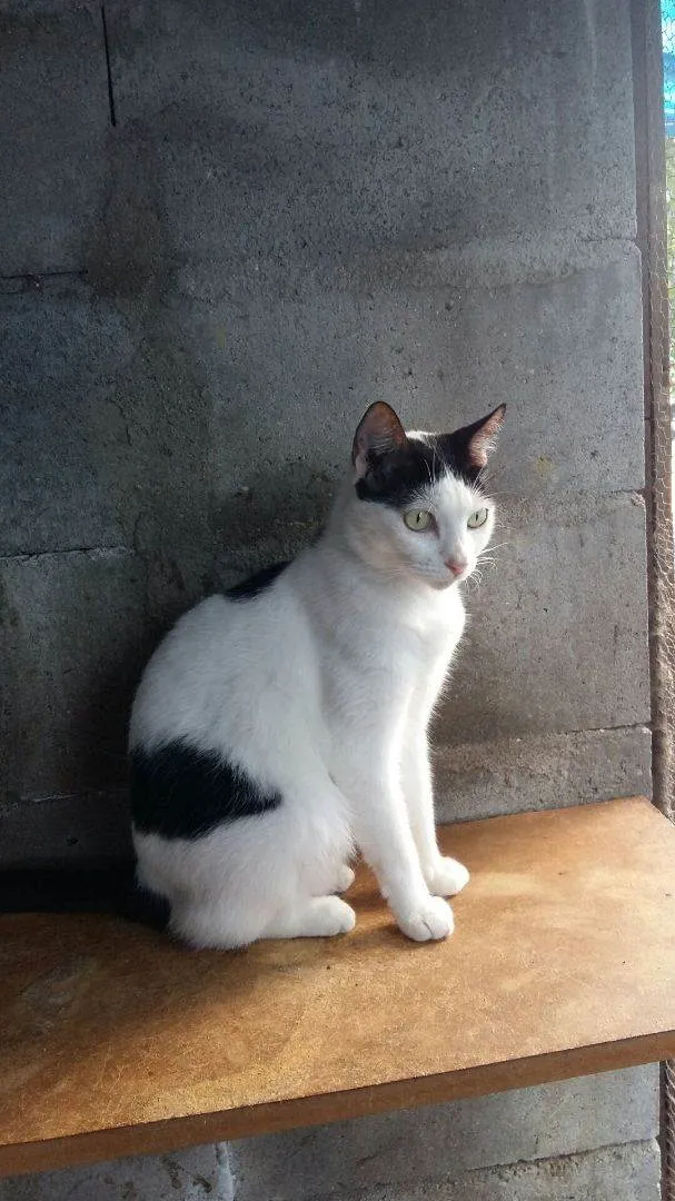 Gato ra a SRD-ViraLata idade 3 anos nome Dalila Brito