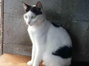 Gato raça SRD-ViraLata idade 3 anos nome Dalila Brito