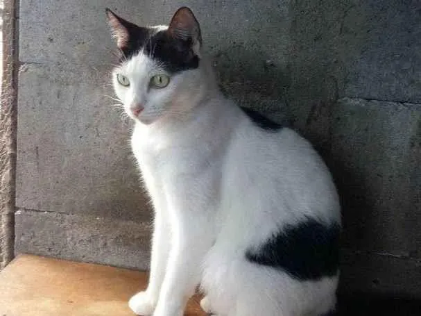 Gato ra a SRD-ViraLata idade 3 anos nome Dalila Brito