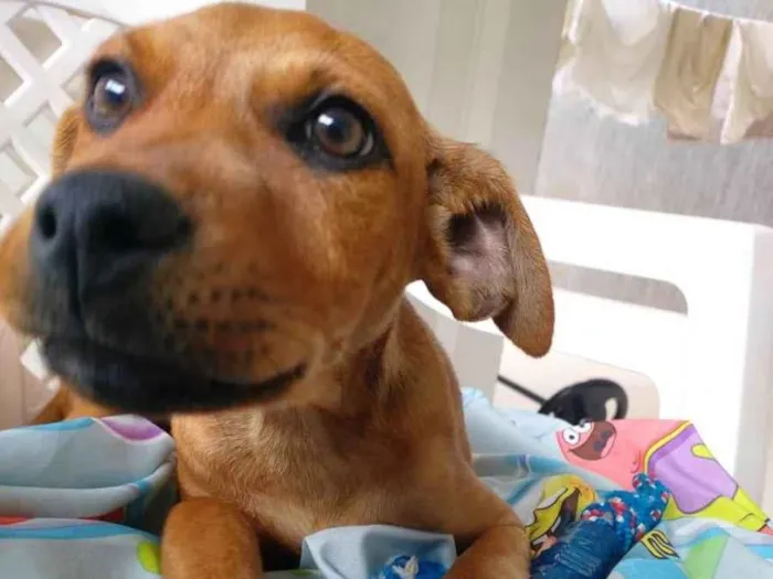 Cachorro ra a  idade 2 a 6 meses nome Tico