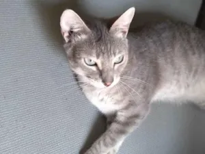 Gato raça SRD-ViraLata idade 1 ano nome Vitória 