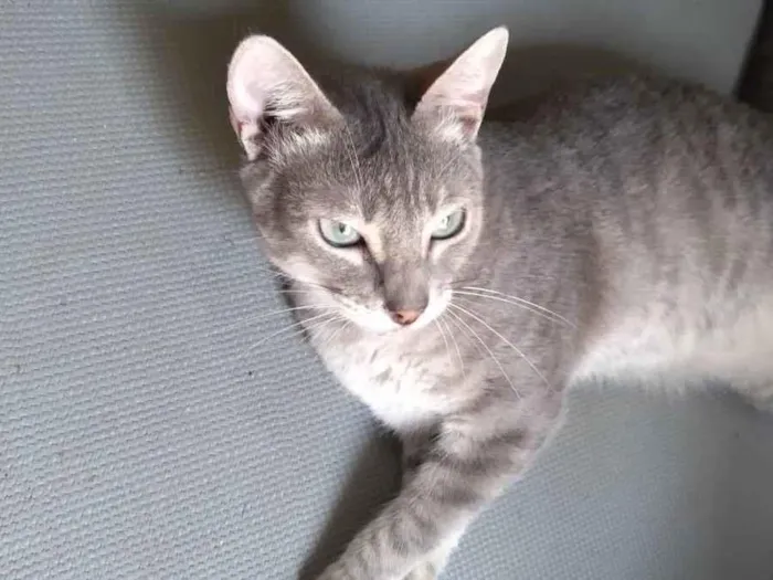 Gato ra a SRD-ViraLata idade 1 ano nome Vitória 