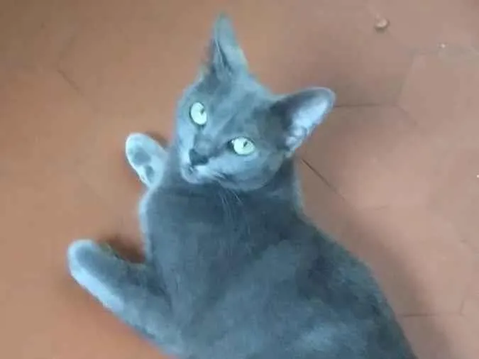 Gato ra a SRD-ViraLata idade 2 anos nome Zuzú Fofinha