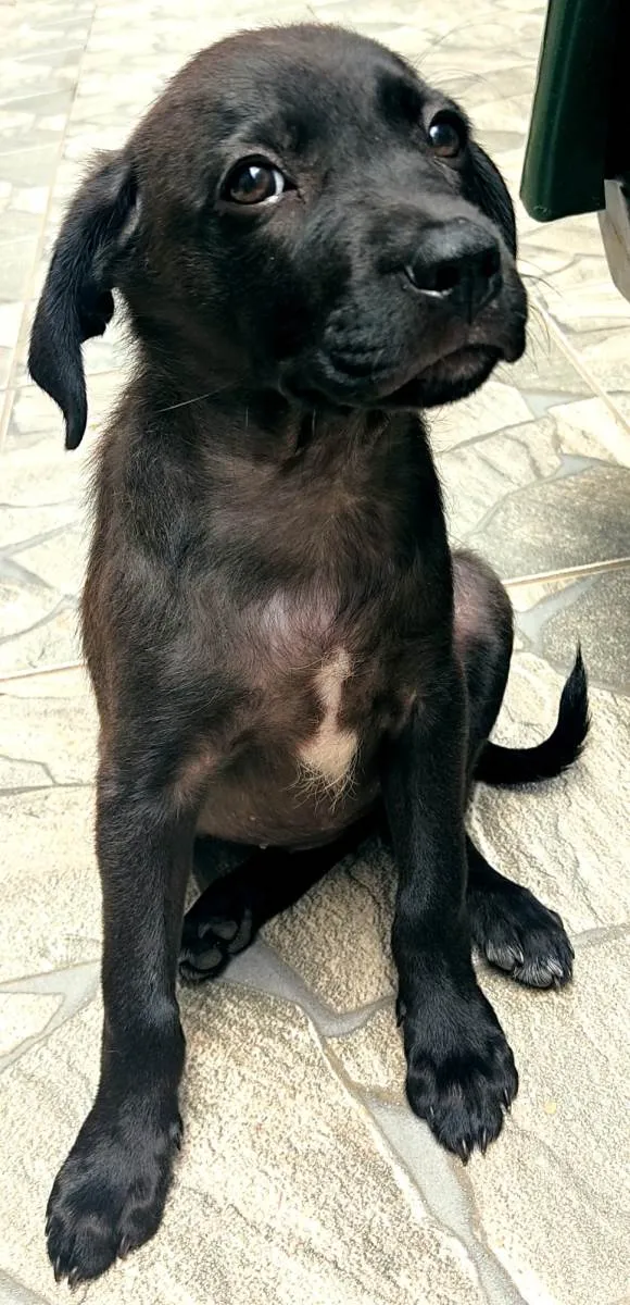 Cachorro ra a SRD-ViraLata idade 2 a 6 meses nome Pantera 