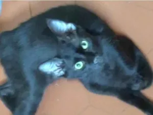 Gato raça SRD-ViraLata idade 2 a 6 meses nome O Fofoqueiro 