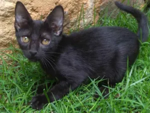 Gato raça SRD-ViraLata idade 2 a 6 meses nome Thot ADOTADO