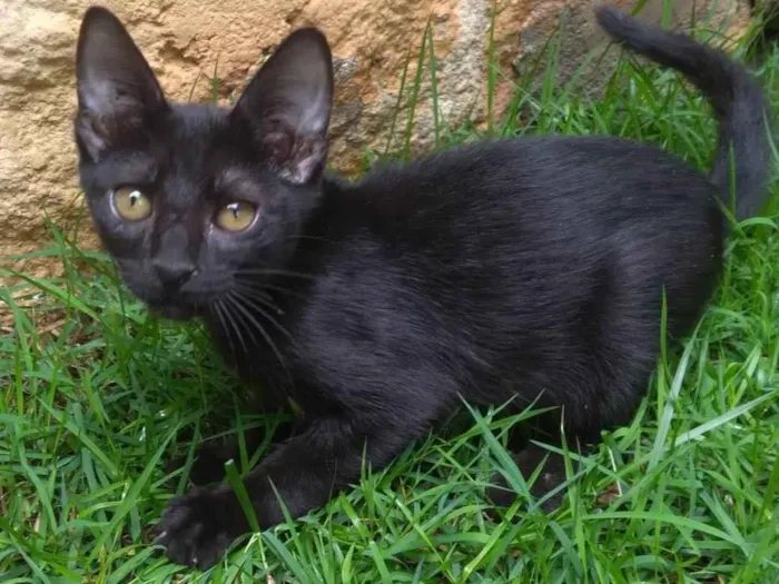 Gato ra a SRD-ViraLata idade 2 a 6 meses nome Thot ADOTADO