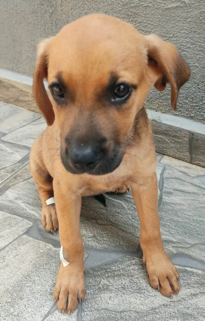 Cachorro ra a SRD-ViraLata idade 2 a 6 meses nome S/N