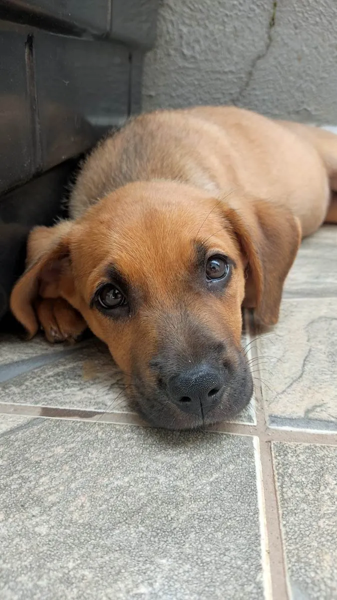 Cachorro ra a SRD-ViraLata idade 2 a 6 meses nome S/N