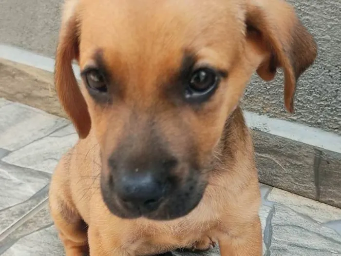 Cachorro ra a SRD-ViraLata idade 2 a 6 meses nome S/N