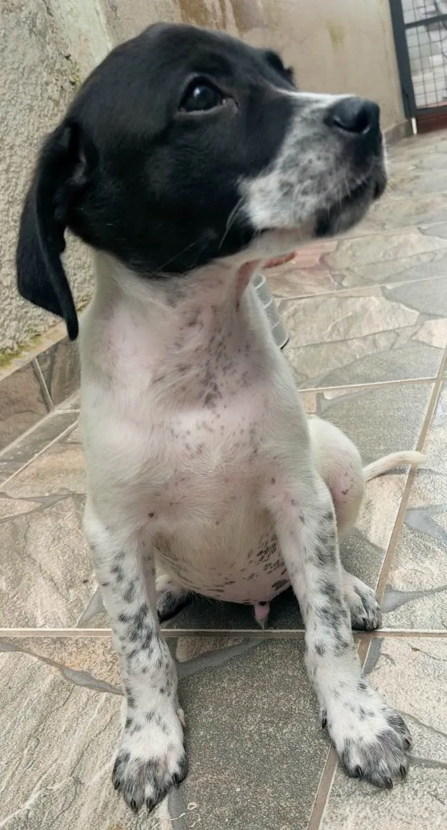 Cachorro ra a SRD-ViraLata idade 2 a 6 meses nome S/N