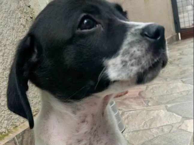 Cachorro ra a SRD-ViraLata idade 2 a 6 meses nome S/N
