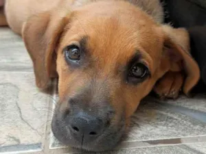 Cachorro raça SRD-ViraLata idade 2 a 6 meses nome S/N