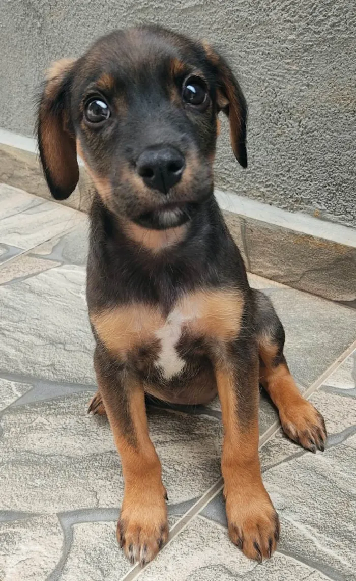 Cachorro ra a SRD-ViraLata idade 2 a 6 meses nome S/N