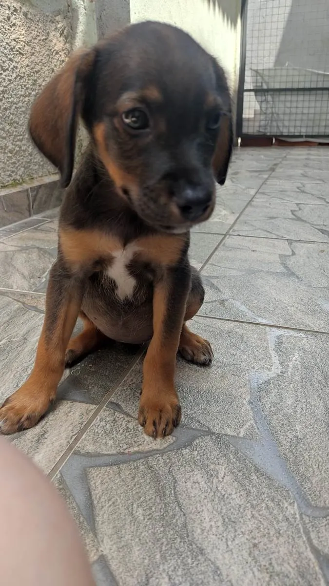 Cachorro ra a SRD-ViraLata idade 2 a 6 meses nome S/N