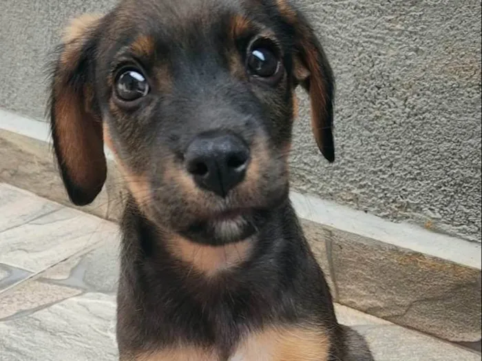 Cachorro ra a SRD-ViraLata idade 2 a 6 meses nome S/N