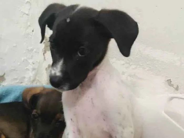 Cachorro ra a SRD-ViraLata idade 2 a 6 meses nome S/N