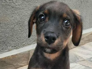 Cachorro raça SRD-ViraLata idade 2 a 6 meses nome S/N