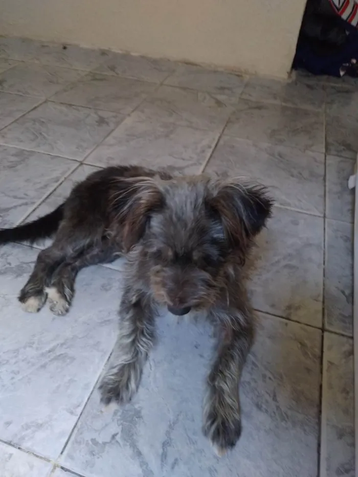 Cachorro ra a Vira Lata idade 1 ano nome Piterr