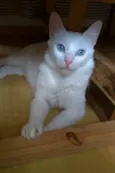 Maitê
