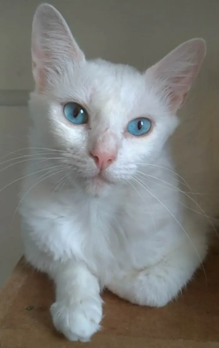 Gato ra a SRD-ViraLata idade 7 a 11 meses nome Maitê 