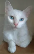Maitê