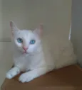 Maitê