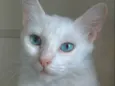 Maitê