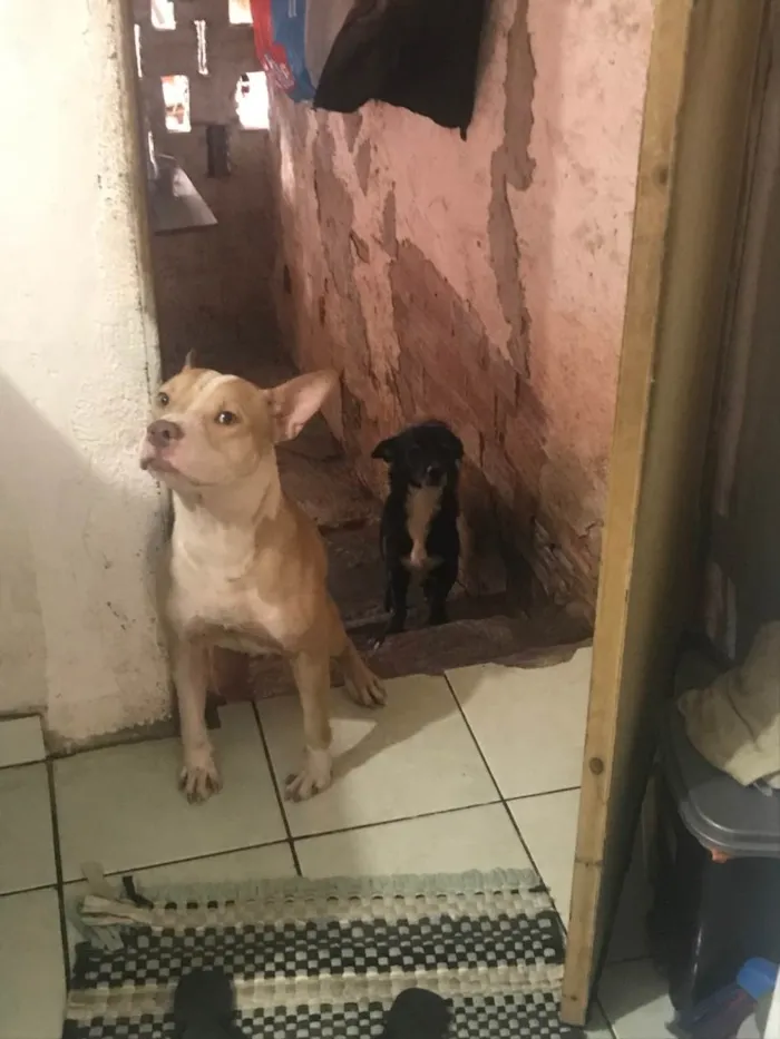 Cachorro ra a Pit-Bull e viralata  idade 1 ano nome Zeus e leo 