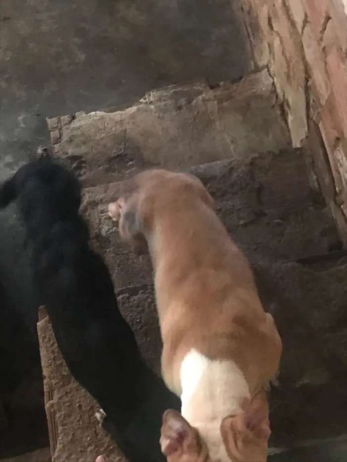 Cachorro ra a Pit-Bull e viralata  idade 1 ano nome Zeus e leo 