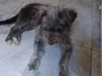 Piterr