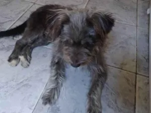 Cachorro raça Vira Lata idade 1 ano nome Piterr