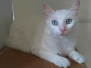 Gato raça SRD-ViraLata idade 7 a 11 meses nome Maitê 