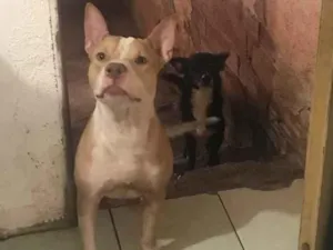 Cachorro raça Pit-Bull e viralata  idade 1 ano nome Zeus e leo 