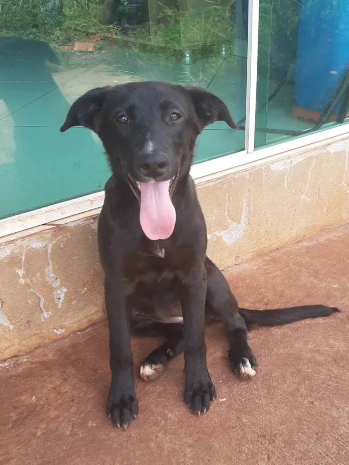 Cachorro ra a SRD-ViraLata idade 2 a 6 meses nome KIARA