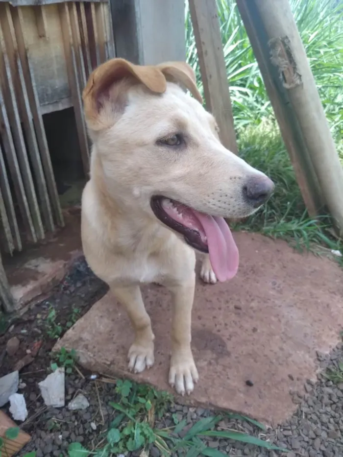 Cachorro ra a SRD-ViraLata idade 2 a 6 meses nome MEL