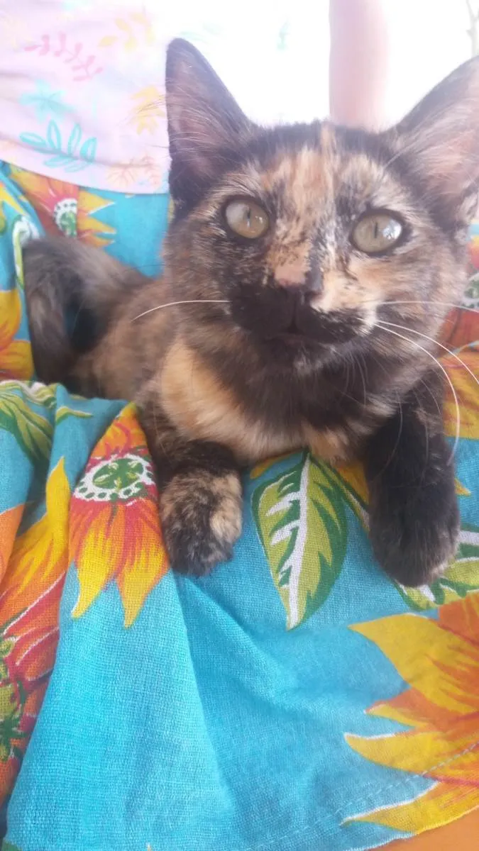 Gato raça SRD-ViraLata idade 2 a 6 meses nome Dora