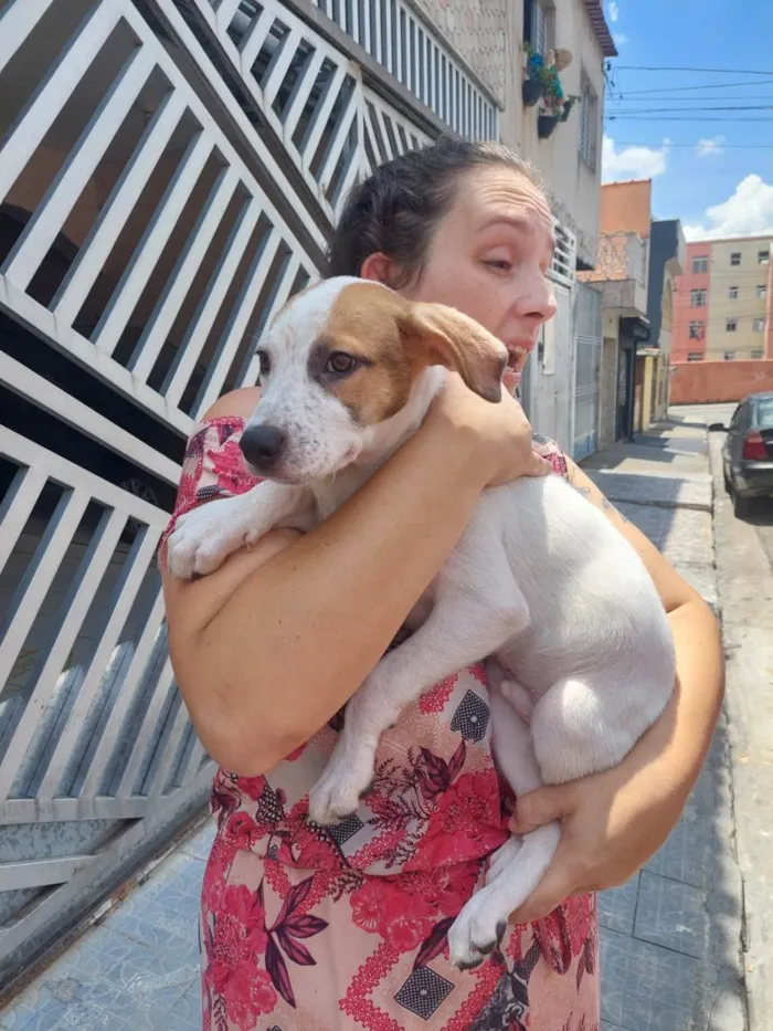 Cachorro raça SRD-ViraLata idade 2 a 6 meses nome Pipino