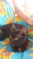 Taz