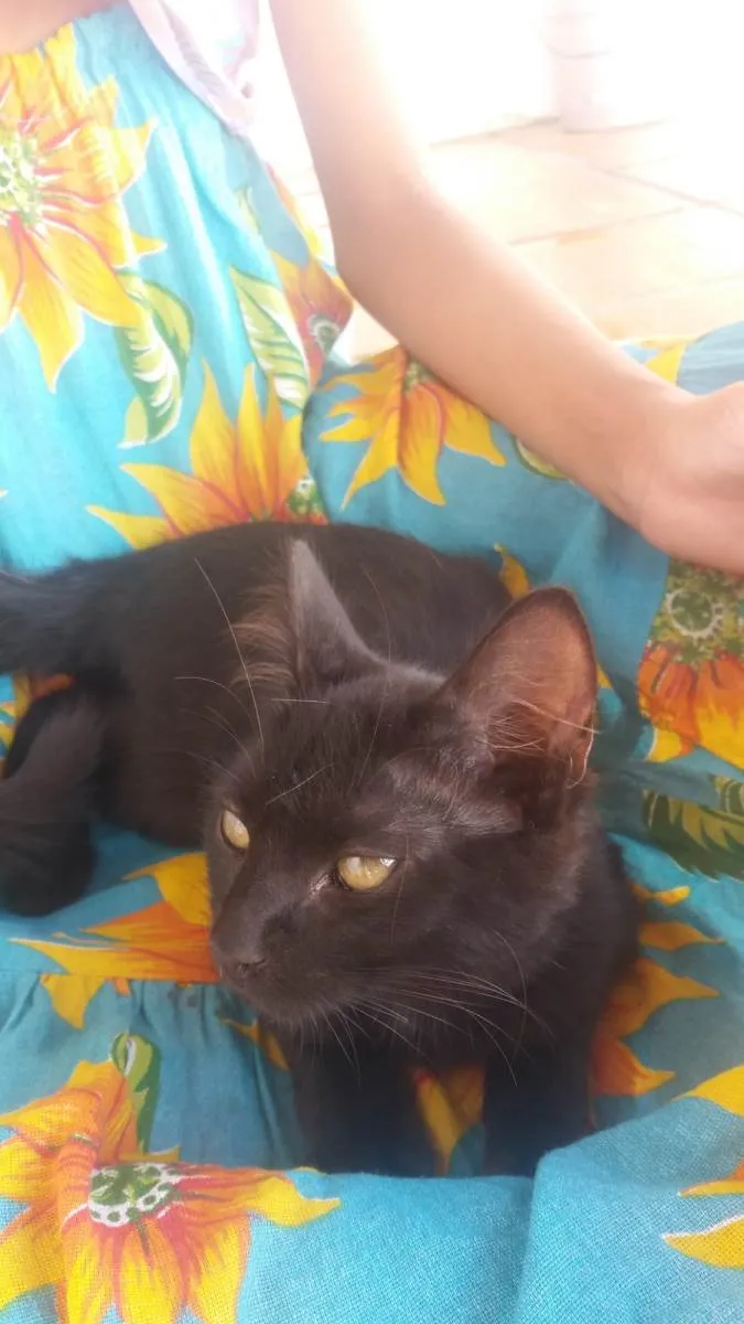 Gato raça SRD-ViraLata idade 2 a 6 meses nome Taz
