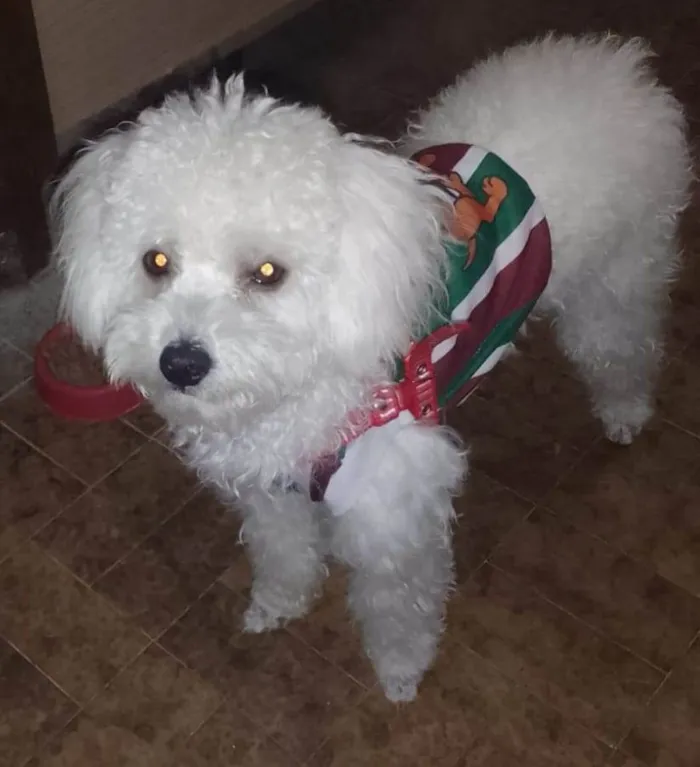 Cachorro ra a Poodle idade 1 ano nome Luffy