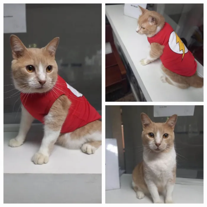 Gato ra a SRD-ViraLata idade 2 anos nome Fred ADOTADO